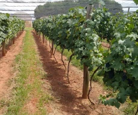 3 uma área experimental do Centro de Seringueira e Sistemas Agroflorestais do Instituto Agronômico (IAC), localizada no município de Votuporanga, noroeste do estado de São Paulo.