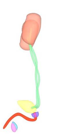 idade. Como pode ser visto na Figura 24, o útero se localiza acima e atrás da bexiga. A cada um de seus lados, estão presentes as tubas uterinas e os ovários.