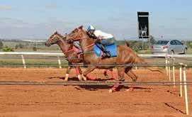 DO CAVALO AMERICANO BEST ADVISER, GARANHÃO DE TAMBOR E VENCEDOR NA CORRIDA. POTRA PRONTA PARA CORRIDA! COM DIREITO À COBERTURA VITALÍCIA DOS GARANHÕES WIN RANCH.