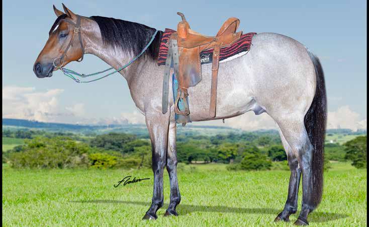 25 LEBRON CORONA WIN MACHO - ROSILHO - 05/11/2015 - P257702 - QUARTO DE MILHA PO - FAZENDA MÃE MARIA CORONA FIREBALL CORONA CARTEL(AQHA) HOTSIE TOOTSIE HOLLAND EASE(AQHA) CORONA CHICK EASILY SMASHED