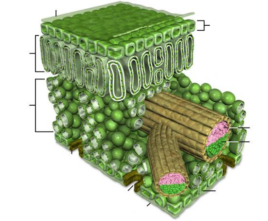 Feixes Vasculares na folha Dicotiledónea Cutícula