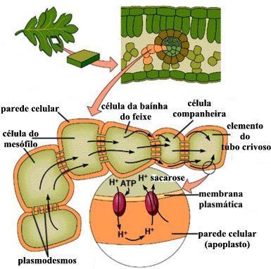 Transporte no Floema Células de companhia promovem transporte activo da sacarose para o interior dos tubos crivosos Elevada concentração de sacarose nos tubos crivosos Aumento da pressão osmótica