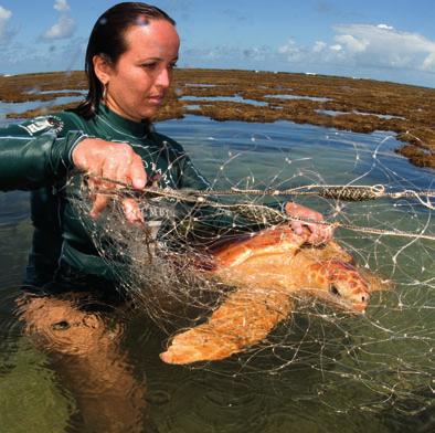 Captura incidental na pesca é a maior