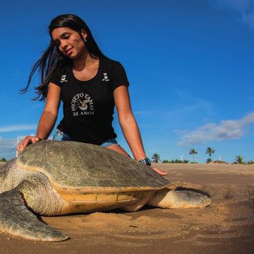 Veterinária acompanha tartaruga-oliva