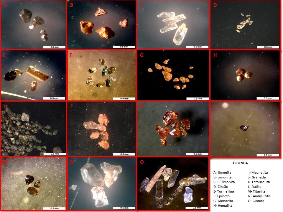 Figura 5: Imagens das diferentes espécies