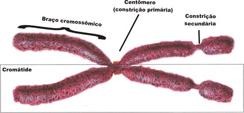 CROMOSSOMOS Na célula que está em processo de divisão, cada cromossomo condensado aparece como um par de bastões unidos em um determinado ponto, o centrômero.