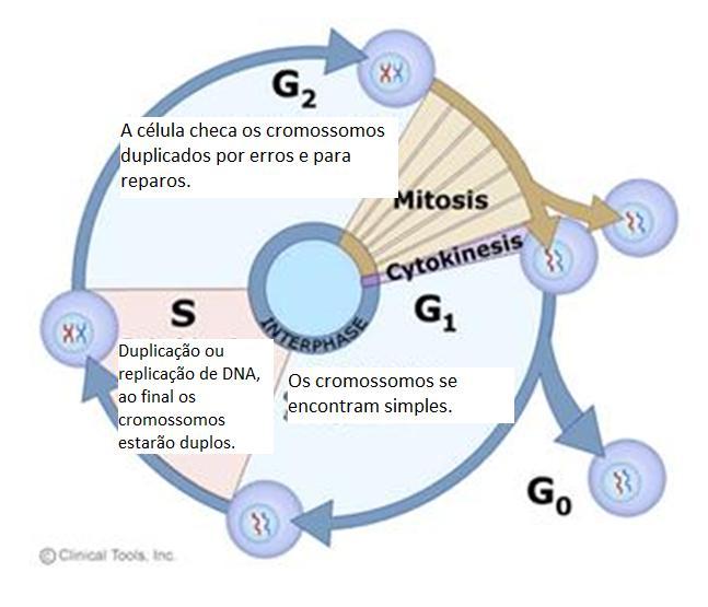 CICLO CELULAR Fonte: https://netnature.wordpress.