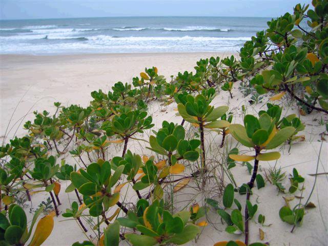 RESTINGAS Vegetação rasteira que recobre os cordões arenosos após a faixa entre-marés; fixação e