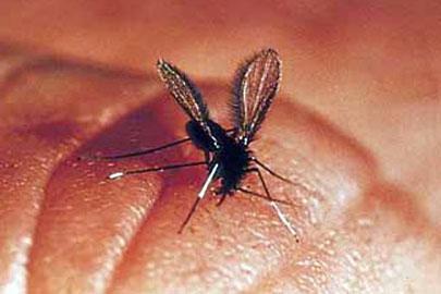 Transmissão: picada fêmea de insetos flebotomíneos. São conhecidos popularmente como mosquito palha, tatuquira, birigui, entre outros.