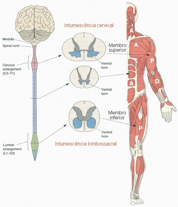 OS MÚSCULOS: AXIAL E APENDICULAR músculo axial pescoço, tronco e coluna