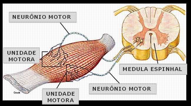 Neurônio Motor