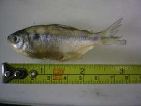 Figura 23. Biometria dos peixes para obtenção de dados sobre comprimentos total e padrão (cm) e peso corporal (g). Figura 24.