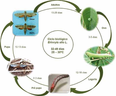Controle biológico do mandarová da mandioca Erinnyis ello 9 Ciclo biológico Ilustração: Romulo Carvalho Foto: Vanda