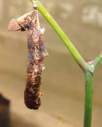 Controle biológico do mandarová da mandioca Erinnyis ello 21 do corpo, descoloração e palidez, perda dos movimentos e, finalizando, com a morte ficando pendurada nas partes mais altas da planta.
