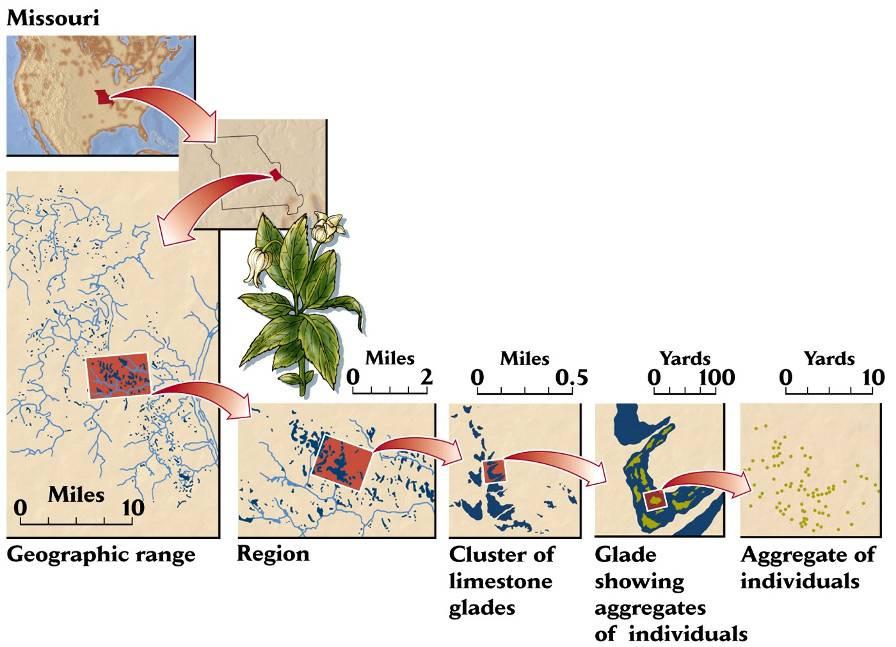 Populações ões: Padrões Espaciais Escala de observação: ão: Dentro da abrangência geográfica de uma população ão, apenas hábitats/micro-habitats adequados são ocupados Clematis fremontii-missouri,