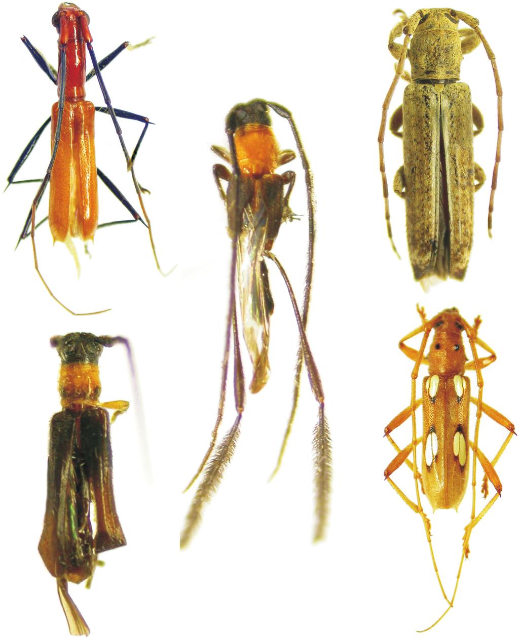Cinco novas espécies de Cerambycidae da Região Neotropical e novos registros 163 1 2 3 4 5 Figuras 1-5. (1) Hexoplon immaculatum sp. nov., holótipo macho, comprimento 13,8 mm; (2) Bisaltes (B.
