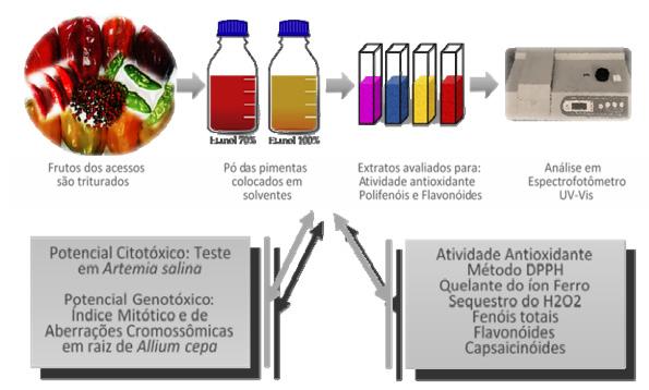 praetermissum têm mostrado maior atividade antioxidante total, maiores concentrações de compostos fenólicos e flavonoides e níveis mais elevados de capsaicina em comparação a C. annuum, C.