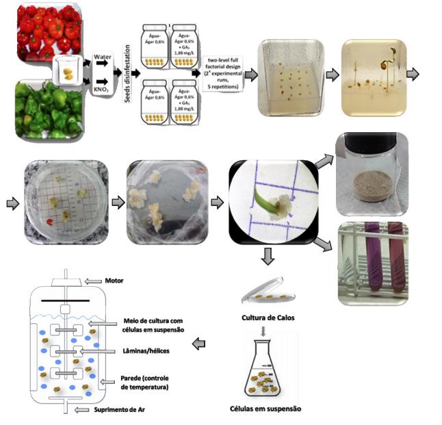 Depositphotos sistema de frascos em agitação, foram avaliadas para produzir metabólitos secundários com propriedades antioxidantes.