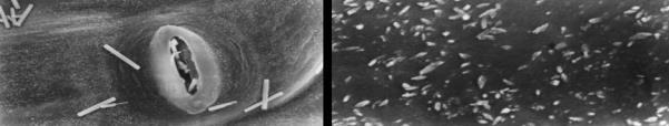 Microscopia eletrônica da superfície foliar estômato cutícula Trapoeraba estômato cutícula Corda-de-viola estômato cutícula Caruru-roxo Monquero et al (2002) Pedro J.