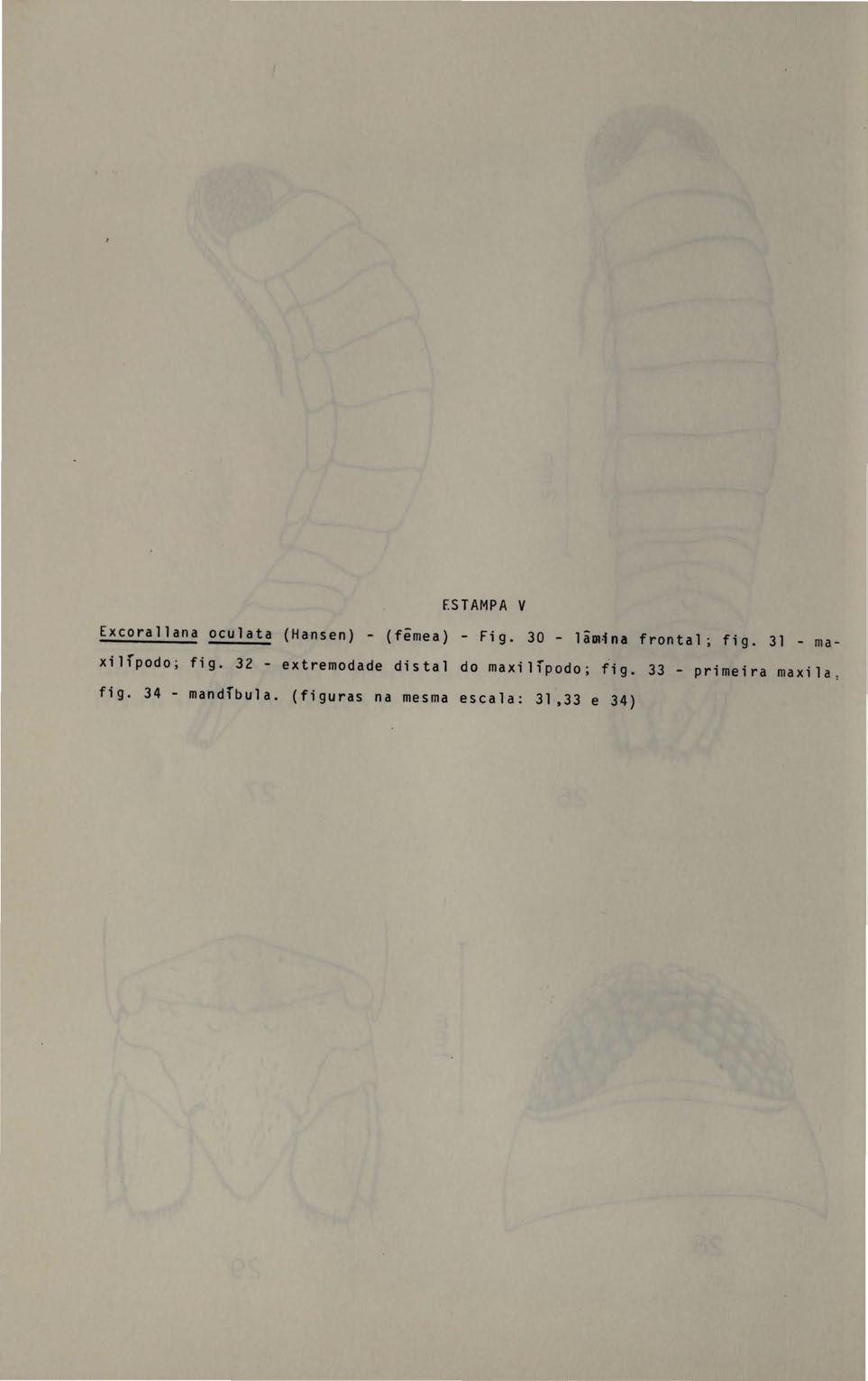 ESTAMPA V Excorallana oculata (Hansen) - (fêmea) - Fig. 30 - lâdl ina frontal; fig. 31 - maxilfpodo; fig.