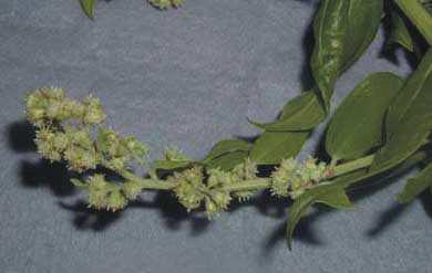 medindo de 80 a 140 cm de altura, com flores de cor creme e folhas lanceoladas (Lorenzi, 2002; Masís et al., 2000). Masís et al, 2000. Figura 1. Fotos de B. trinervis.