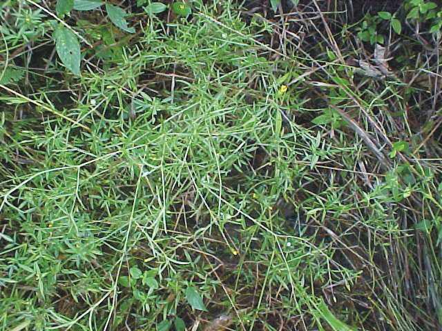 de So u za Figura 18. Fotos de P. oligocephala. A folhas e inflorescências; B e C planta inteira. A parte aérea de exemplares de P.