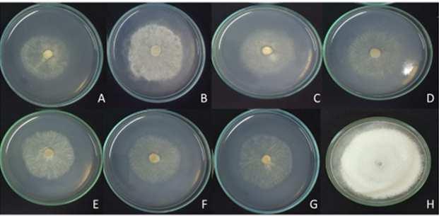 linhagens de Trichoderma sp. (parte inferior da placa) e o fitopatógeno Stromatinia cepivora (parte superior da placa) CEN1357 pelo teste de cultura pareada. A: Trichoderma sp.