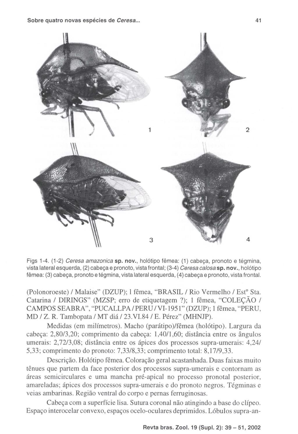 Sobre quatro novas espécies de Ceresa... 41 3 Figs 1-4. (1-2) Ceresa amazonica sp. nov., holótipo fêmea: (1) cabeça, pronoto e tégmina, vista lateral esquerda, (2) cabeça e pronoto, vista frontal; (3-4) Ceresa calosa sp.