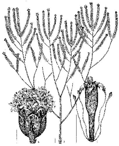 4 Deble, L.P.; Oliveira, A.S.; Marchiori, J.N.C. escassas. A viscosidade da planta resulta de ductos oleíferos foliares.