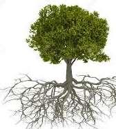 Eficiência de absorção 0-25 cm 60 a 80% raízes Importância relativa das raízes Linha 40 a 50% das raízes