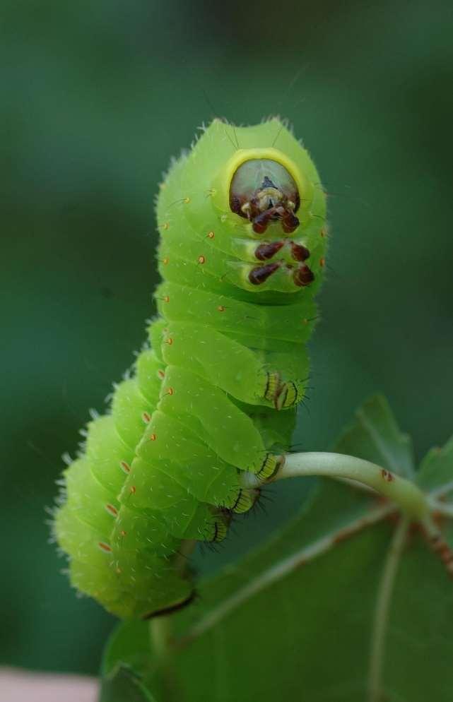 As lagartas apresentam cabeça distinta do resto do