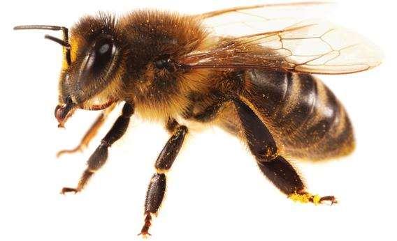 Abelhas, vespas, formigas Uma das ordens com maior