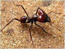 formigas saúvas, que são uma das principais pragas