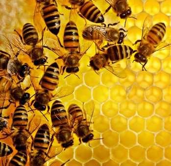 Importantes na produção de mel, cera, geleia real