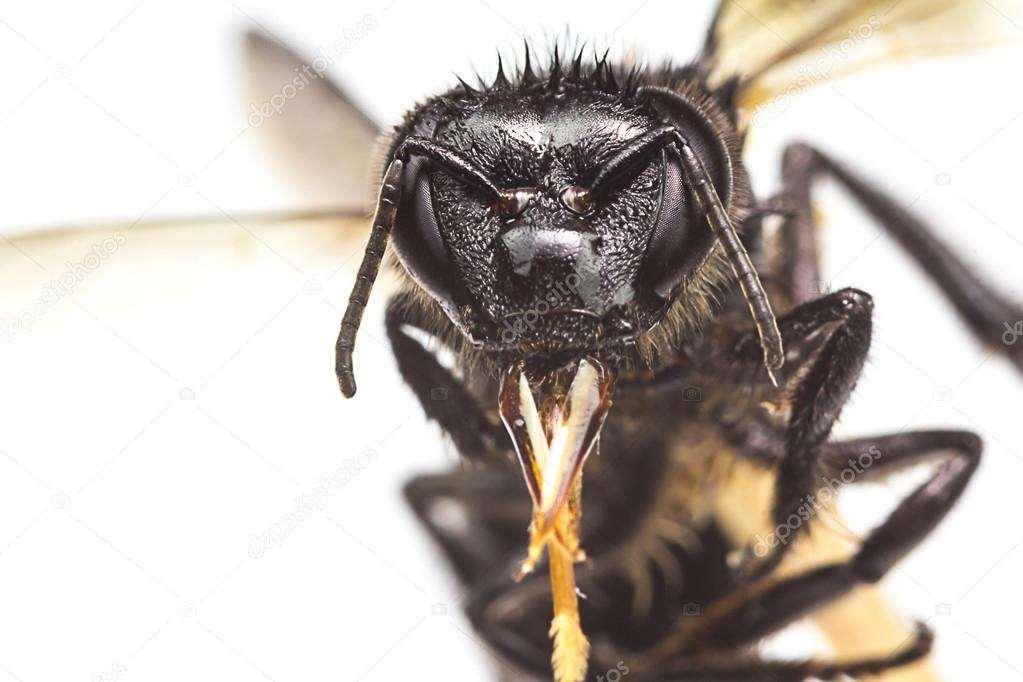 Aparelho bucal de dois tipos: Mastigador (vespas e formigas)