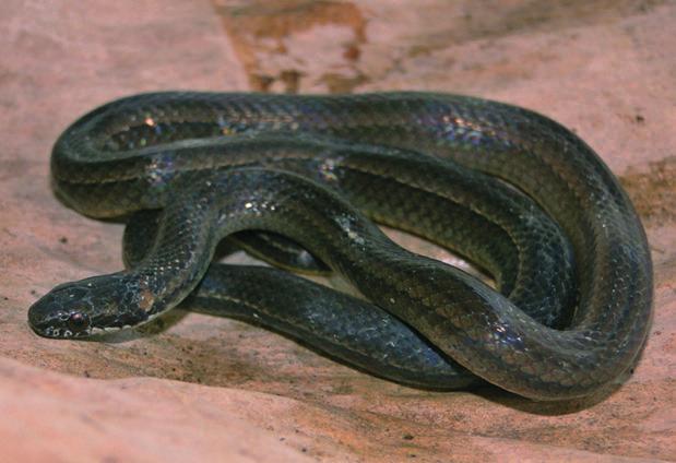 *Siphlophis