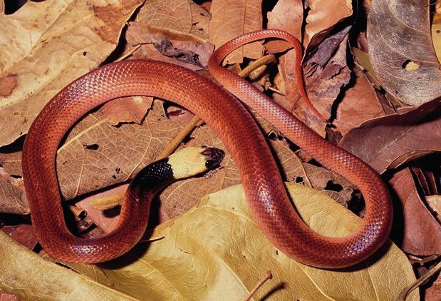 olfersii  *Phimophis