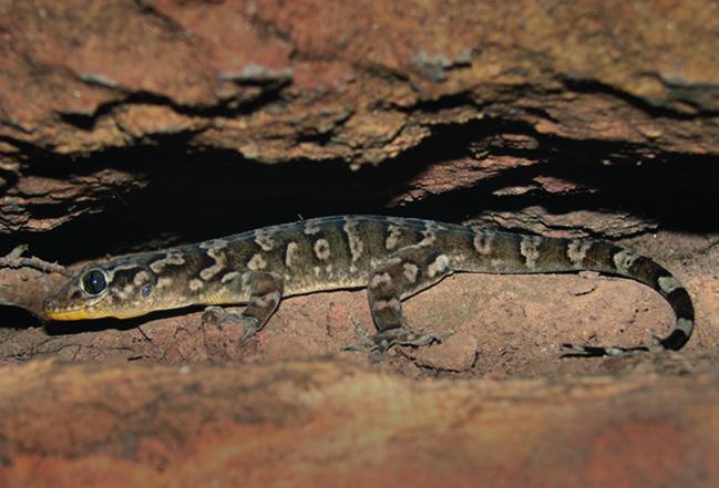 Coleodactylus