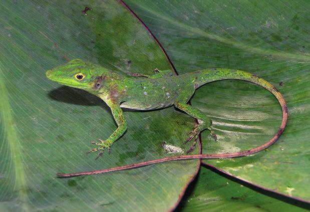 Anolis