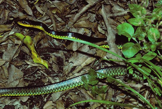 Boidae Boa