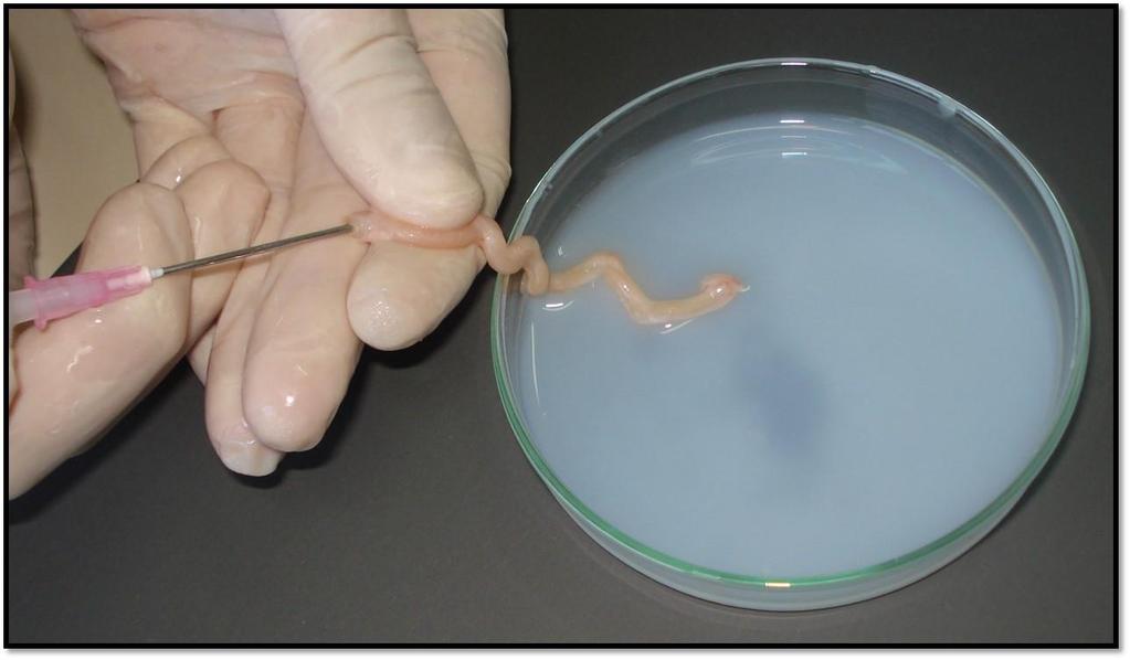 Em um garanhão adulto podem ser coletados em torno de 15-25 bilhões de espermatozoides (BRUEMMER, 2006). Segundo AMANN et al.