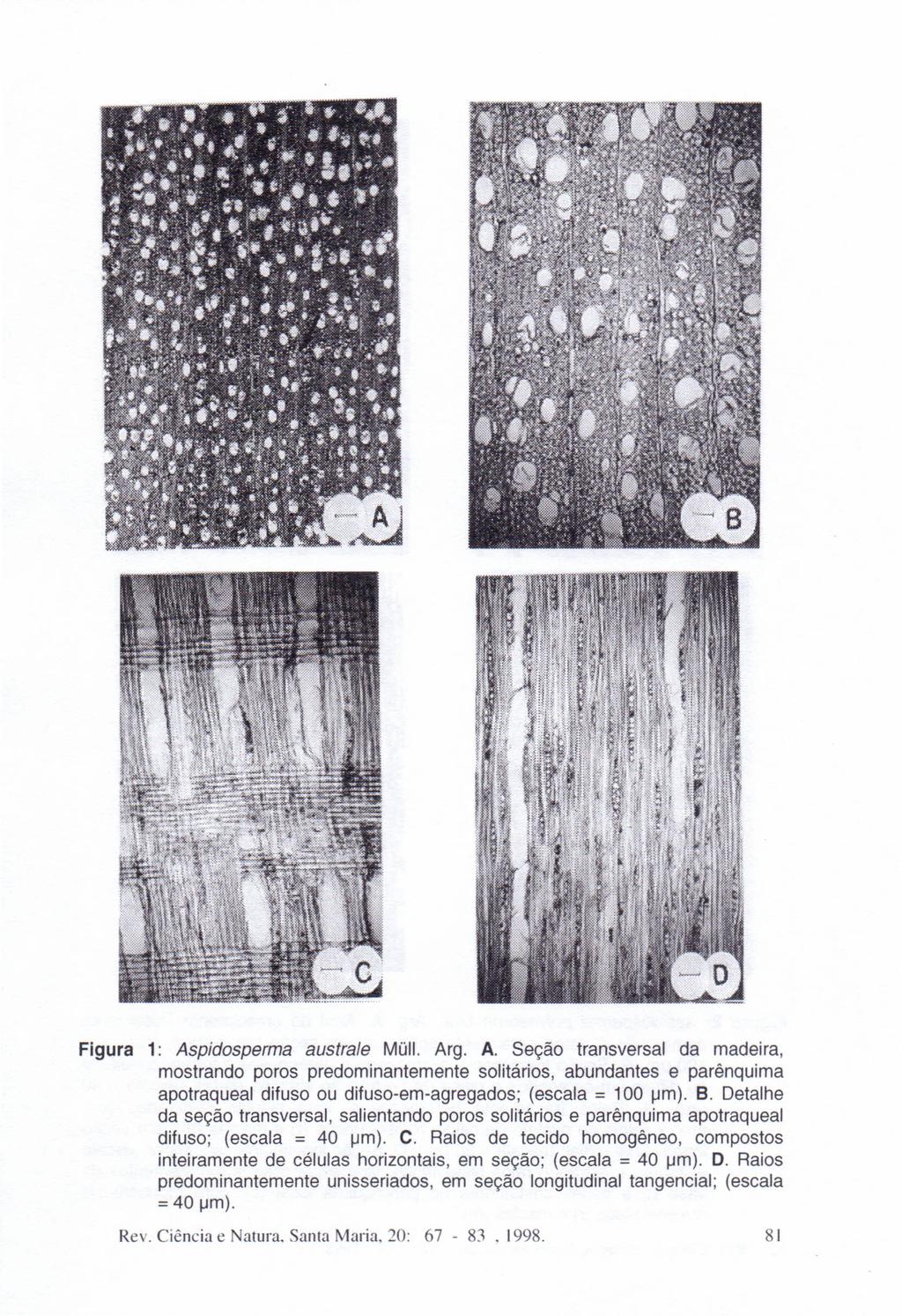 Figura 1: Aspidosperma australe Müll. Arg. A. Seção transversal da madeira, mostrando poros predominantemente solitários, abundantes e parênquima apotraqueal difuso ou difuso-em-agregados; (escala = 100 um).