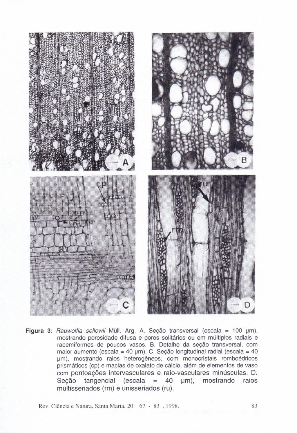 Figura 3: Rauwolfia sellowii Müll. Arg. A. Seção transversal (escala = 100 um), mostrando porosidade difusa e poros solitários ou em múltiplos radiais e racemiformes de poucos vasos. B.