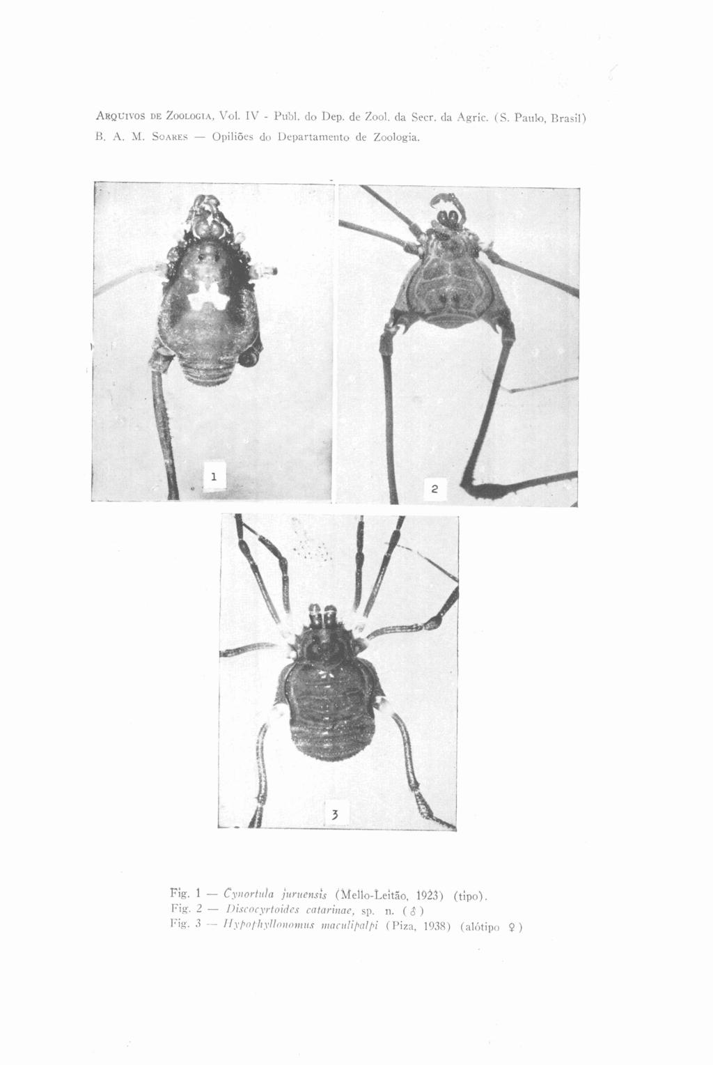 ARQCIVOS DE ZOOLOGIA. Vol. I V - Publ. d o Dep. de 2001. cla Secr. cla Agric. (S. Paulo, Brasil) R. A. M. SOARES- 0l)iliÓes do L)el~artameiito de Zoologia. Fig. 1 - Cyiror.