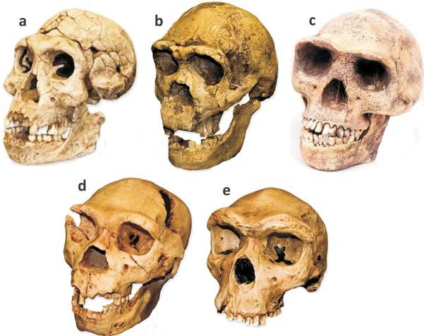 Evolução Humana: uma história de ossos e DNA to do homem moderno (H. sapiens). Para uma minoria de pesquisadores defensores do Modelo Multirregional de origem do H.