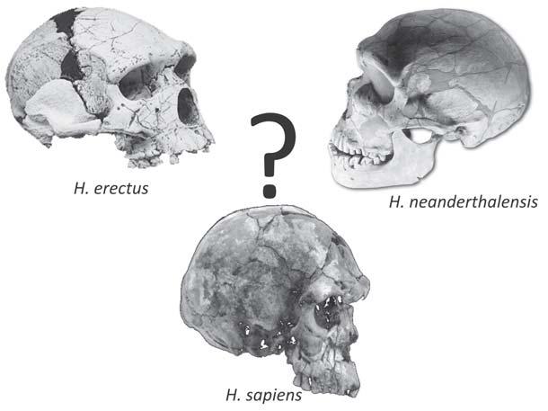 volumes cerebrais registrados estão na espécie do homem de Neandertal (H. neanderthalensis) de 80 a 30 Kaa, com média de 1.450cm 3, e entre os H.