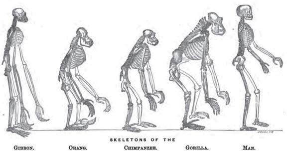 Evolução Humana: uma história de ossos e DNA 3 HUXLEY, Thomas Henry. Evidence as to Man s place in nature. London: Williams & Norwood, 1863. 4 DARWIN, Charles.