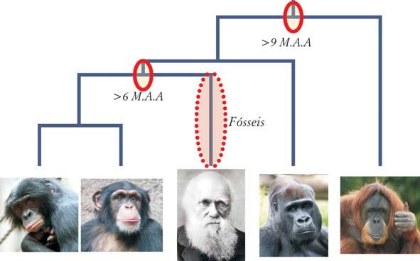 6 WILDMAN, D. E. et al. Implications of natural selection in shaping 99.4% nonsynonymous DNA identity between humans and chimpanzees: Enlarging genus Homo. PNAS, 100 (12): 7.181-7.188, 2003.
