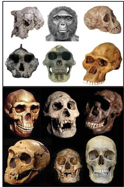 Evolução Humana: uma história de ossos e DNA etc, o que não se deu com nossos primos, os chimpanzés e os gorilas, que até hoje permanecem na floresta equatorial africana.