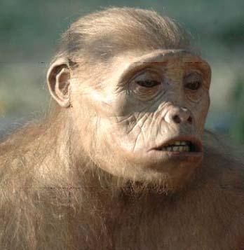 de 4,5 a 3,5 Maa, Homo habilis de 2 a 1,8 Maa e Homo erectus de 1,8 a 0,2 Maa. A descoberta do Sahelanthropus tchadensis (figura 5) causou inicialmente grande controvérsia.